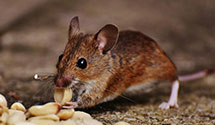 Find Exterminators in Barnwell County